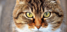 a close up of a cat 's face with bright green eyes .