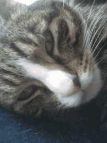 a close up of a cat 's face laying on a blue blanket