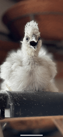 a close up of a white bird with its beak open looking at the camera