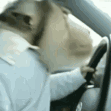 a monkey wearing a shirt and tie is driving a car