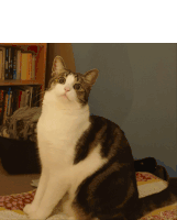 a cat is sitting on a bed in front of a bookshelf with a book titled ' a dictionary '