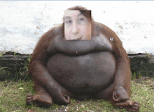 a fat orangutan with a picture of a woman 's face on its belly .