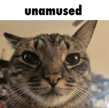 a close up of a cat 's face with the word unamused below it