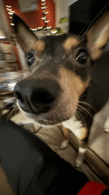 a close up of a dog 's nose with christmas lights behind it