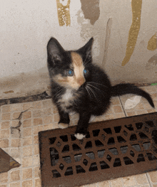 a calico kitten with blue eyes is sitting on a tiled floor next to a metal grate