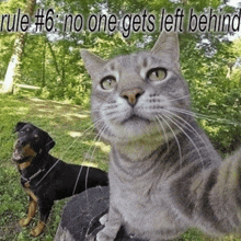 a picture of a cat and a dog with rule # 6 no one gets left behind written above them