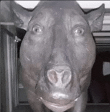 a close up of a statue of a rhinoceros looking at the camera in a dark room .