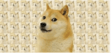 a doge with a lot of doge faces behind it