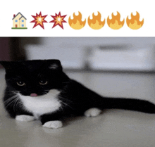 a black and white cat is laying on a counter next to a row of fire icons