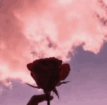 a person is holding a red rose in their hand in front of a pink cloudy sky .