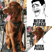 a dog is sitting in a chair with its tongue hanging out next to a meme that says bitch please