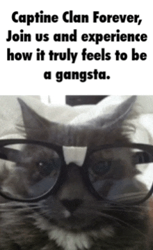 a cat wearing glasses and horns with caption " captine clan forever join us and experience how it truly feels to be a gangsta