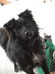 a small black dog laying on a carpet looking at the camera