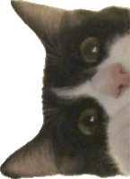 a close up of a black and white cat 's face against a white background