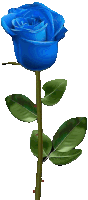 a blue rose with green leaves on a long stem