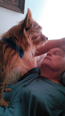 a small dog laying on a man 's shoulder