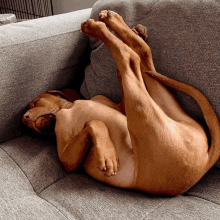 a dog is laying on its back on a couch