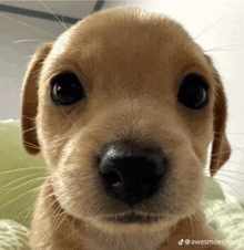 a close up of a puppy 's nose with the hashtag awesmaeclock at the bottom