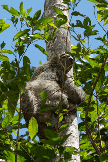 a sloth is hanging from a tree with lots of leaves