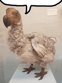 a stuffed dodo bird is on display with a speech bubble above it that says " passenger pigeon "