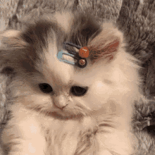 a kitten with a pair of hair clips on it 's head