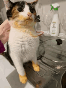 a cat is standing on a counter next to a spray bottle that says ' venus ' on it