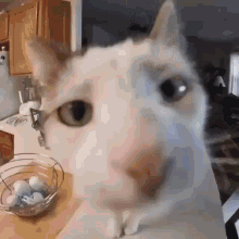 a white cat is looking at the camera while sitting on a table next to a bowl of eggs .