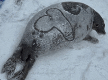 a seal is laying in the snow with a heart drawn on its back