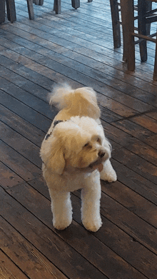 a small white dog is standing on a wood floor