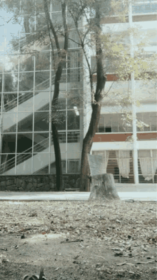 a tree stump in front of a large building