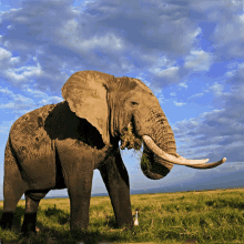 an elephant standing in a grassy field with a blue sky in the background