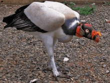 a large bird with a red beak is standing on one leg on a gravel road .