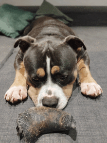 a brown and white dog is laying on a couch with a large bone in its mouth