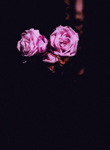 two pink roses in a dark room with a purple background