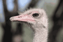 a close up of an ostrich 's face with a pink beak