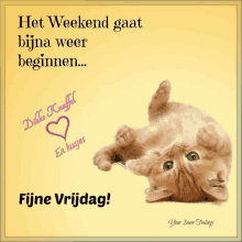 a picture of a cat laying on its back with the words fijne vrijdag below it