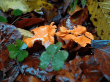 a close up of a mushroom surrounded by leaves and a green plant