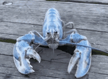 a blue lobster is laying on a wooden surface