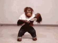 an orangutan wearing jeans and a white shirt is holding a stuffed animal .