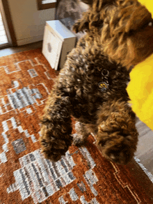 a dog with a tag that says ' i love you ' on it is standing on its hind legs