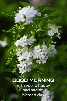 a picture of white flowers with the words " good morning wish you a happy and healthy blessed day " on it