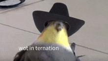 a bird wearing a cowboy hat is sitting on a tiled floor .