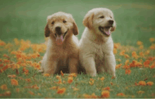 two puppies are sitting next to each other in the grass .