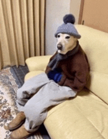 a dog sitting on a couch wearing a hat and scarf