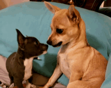 two small dogs are looking at each other on a blue couch