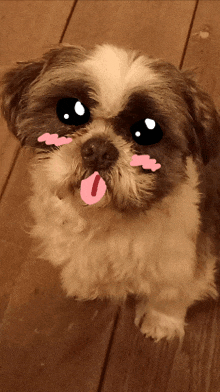 a small brown and white dog with a pink tongue sticking out looks at the camera