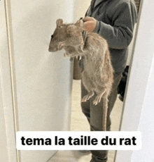 a man is holding a very large rat in his hands