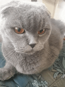 a gray cat with orange eyes laying on a bed