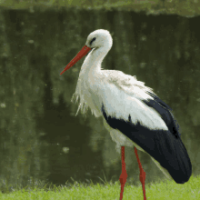 a white stork with a red beak is standing in the grass near a body of water