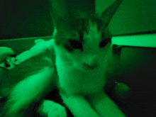 a cat is glowing in the dark with a green background